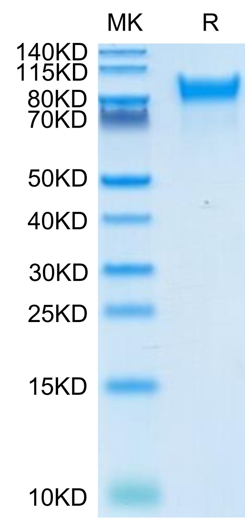 Human Her4 on Tris-Bis PAGE under reduced condition. The purity is greater than 95%.Recombinant Human Her4/ErbB4 Protein, Active