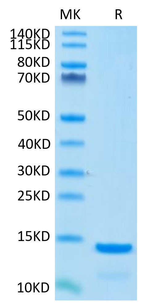 Cynomolgus/Rhesus macaque B2M on Tris-Bis PAGE under reduced condition. The purity is greater than 95%.