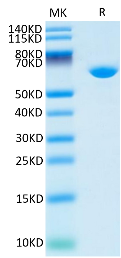 Cynomolgus Serum Albumin on Tris-Bis PAGE under reduced condition. The purity is greater than 95%.Recombinant Cynomolgus Serum Albumin Protein, Active