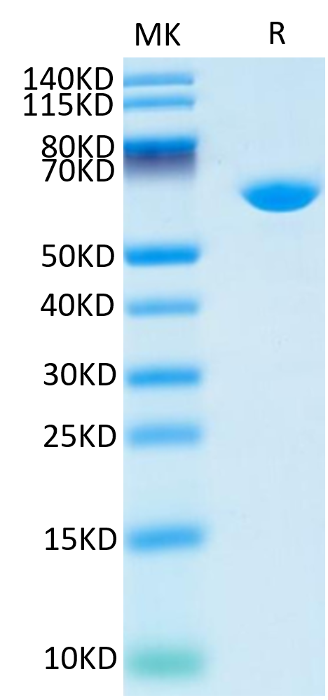 Cynomolgus Serum Albumin on Tris-Bis PAGE under reduced condition. The purity is greater than 95%.Recombinant Cynomolgus Serum Albumin Protein, Active