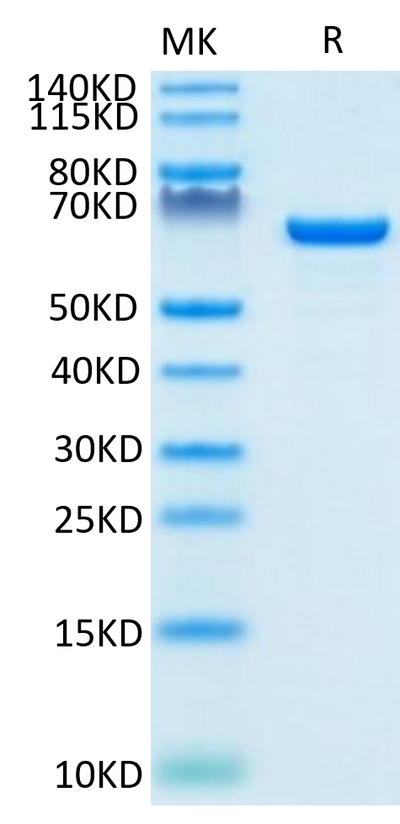Biotinylated Human Serum Albumin on Tris-Bis PAGE under reduced condition. The purity is greater than 95%.Biotinylated Human Serum Albumin Protein, Active