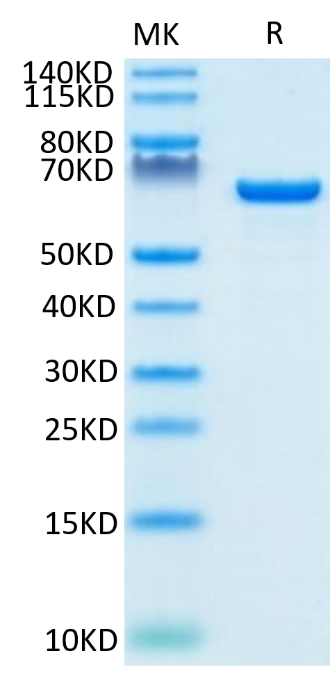 Biotinylated Human Serum Albumin on Tris-Bis PAGE under reduced condition. The purity is greater than 95%.Biotinylated Human Serum Albumin Protein, Active