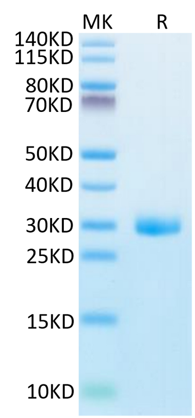 Human BTN3A1 on Tris-Bis PAGE under reduced condition. The purity is greater than 95%.Recombinant Human BTN3A1/CD277 Protein, Active