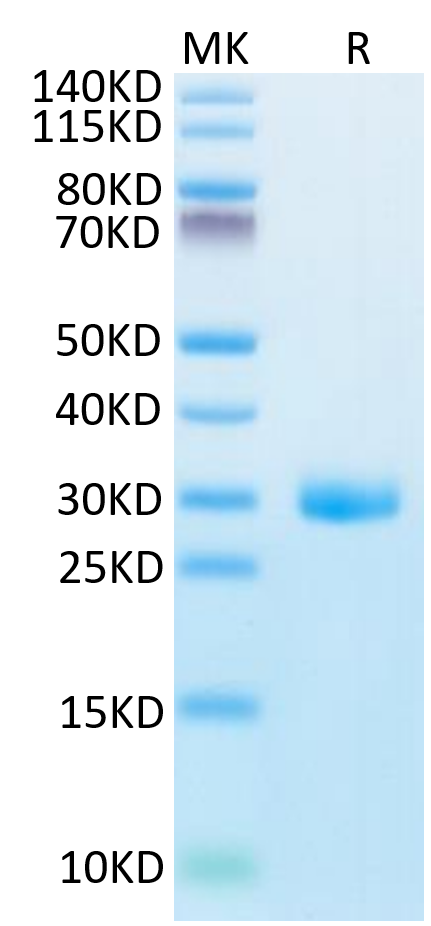 Human BTN3A1 on Tris-Bis PAGE under reduced condition. The purity is greater than 95%.Recombinant Human BTN3A1/CD277 Protein, Active