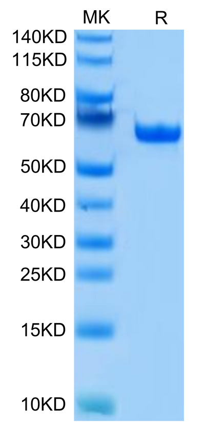 Human BTN1A1 on Tris-Bis PAGE under reduced condition. The purity is greater than 95%.Recombinant Human BTN1A1/Butyrophilin Protein