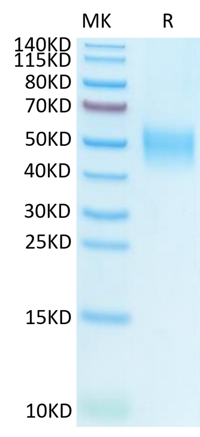 Human SLAMF1 on Tris-Bis PAGE under reduced condition. The purity is greater than 95%.Recombinant Human SLAMF1/SLAM/CD150 Protein