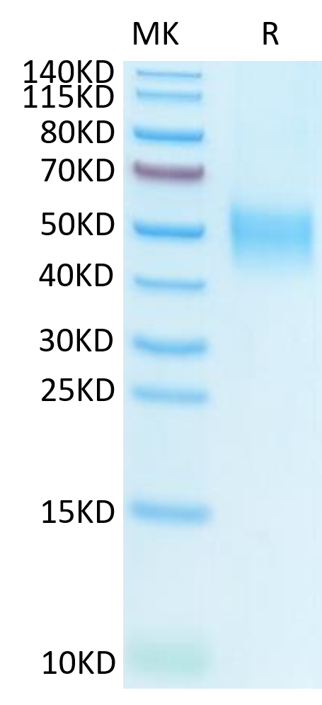 Human SLAMF1 on Tris-Bis PAGE under reduced condition. The purity is greater than 95%.Recombinant Human SLAMF1/SLAM/CD150 Protein