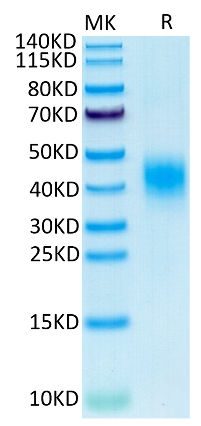Cynomolgus CLEC12A on Tris-Bis PAGE under reduced condition. The purity is greater than 95%.Recombinant Cynomolgus CLEC12A/MICL/CLL-1 Protein