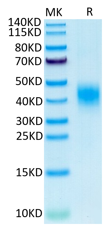 Cynomolgus CLEC12A on Tris-Bis PAGE under reduced condition. The purity is greater than 95%.Recombinant Cynomolgus CLEC12A/MICL/CLL-1 Protein