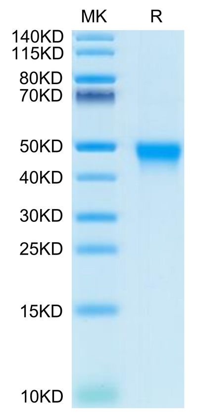 Human CD84 on Tris-Bis PAGE under reduced condition. The purity is greater than 95%.Recombinant Human CD84/SLAMF5 Protein