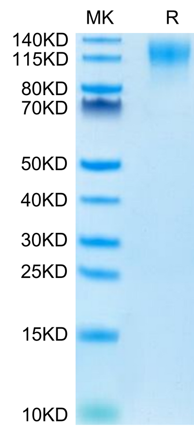 Mouse CD96 on Tris-Bis PAGE under reduced condition. The purity is greater than 95%.Recombinant Mouse CD96/TACTILE Protein