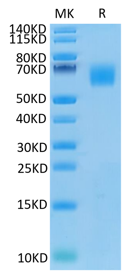 Human CEACAM-8 on Tris-Bis PAGE under reduced condition. The purity is greater than 95%.Recombinant Human CEACAM-8/CD66b Protein, Active