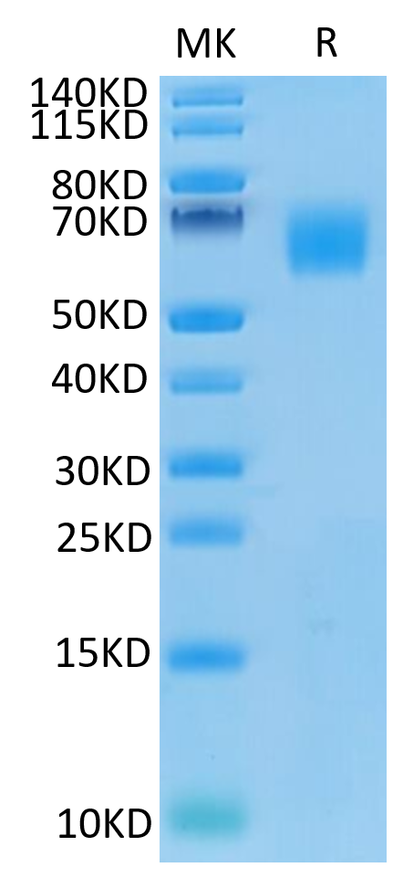 Human CEACAM-8 on Tris-Bis PAGE under reduced condition. The purity is greater than 95%.Recombinant Human CEACAM-8/CD66b Protein, Active