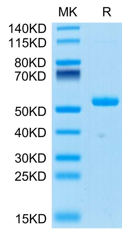 Human Ephrin-A4 on Tris-Bis PAGE under reduced condition. The purity is greater than 95%.Recombinant Human Ephrin-A4/EFNA4 Protein, Active