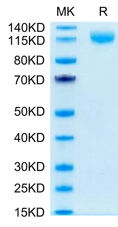 Human VEGF R3 on Tris-Bis PAGE under reduced condition. The purity is greater than 95%.Recombinant Human VEGF R3/FLT4 Protein, Active