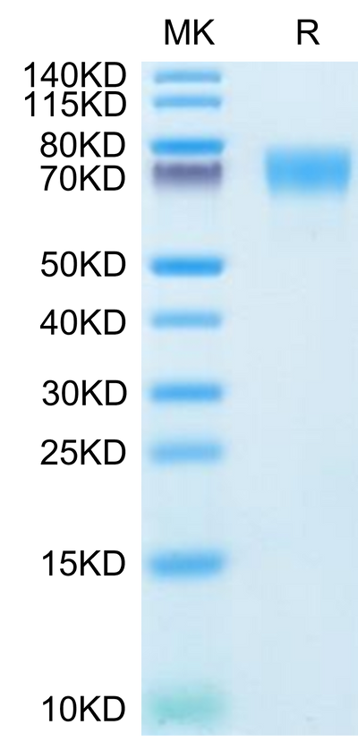 Human ICAM-1 on Tris-Bis PAGE under reduced condition. The purity is greater than 95%.Recombinant Human ICAM-1/CD54 Protein, Active