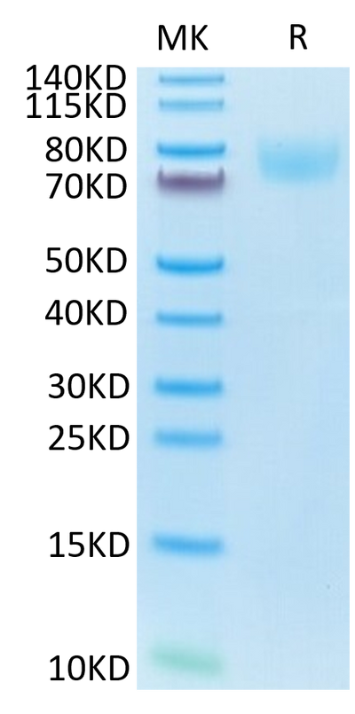 Mouse ICAM-1 on Tris-Bis PAGE under reduced condition. The purity is greater than 95%.Recombinant Mouse ICAM-1/CD54 Protein