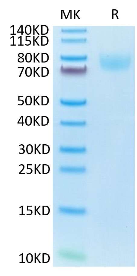 Mouse ICAM-1 on Tris-Bis PAGE under reduced condition. The purity is greater than 95%.Recombinant Mouse ICAM-1/CD54 Protein