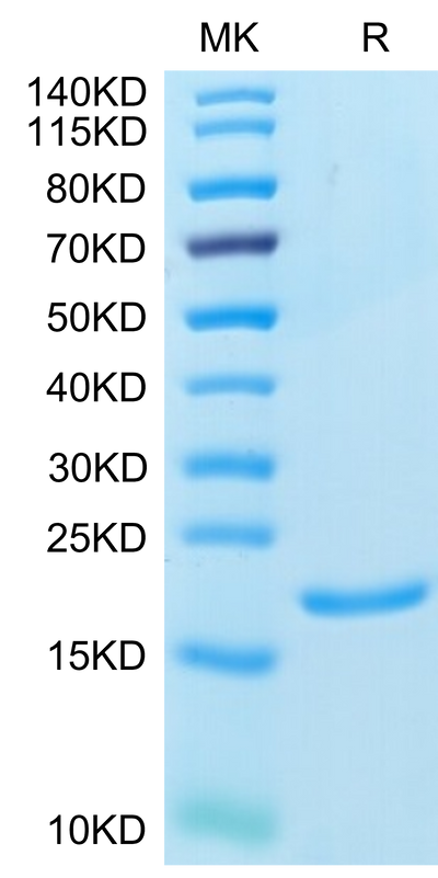 Human IL-1 alpha on Tris-Bis PAGE under reduced condition. The purity is greater than 95%.Recombinant Human IL-1 alpha/IL-1A Protein, Active