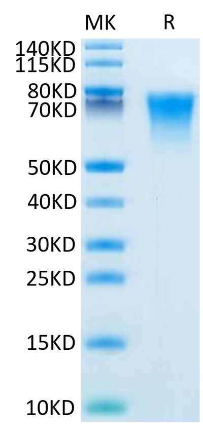 Mouse BSPII on Tris-Bis PAGE under reduced condition. The purity is greater than 95%.Recombinant Mouse BSPII Protein