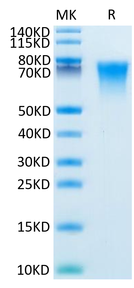 Mouse BSPII on Tris-Bis PAGE under reduced condition. The purity is greater than 95%.Recombinant Mouse BSPII Protein