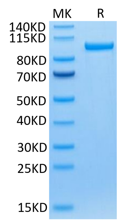 Human Transferrin R on Tris-Bis PAGE under reduced condition. The purity is greater than 95%.Recombinant Human Transferrin R/CD71 Protein, Active