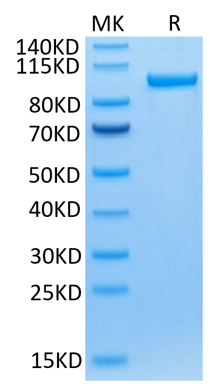 Human Transferrin R on Tris-Bis PAGE under reduced condition. The purity is greater than 95%.Recombinant Human Transferrin R/CD71 Protein, Active