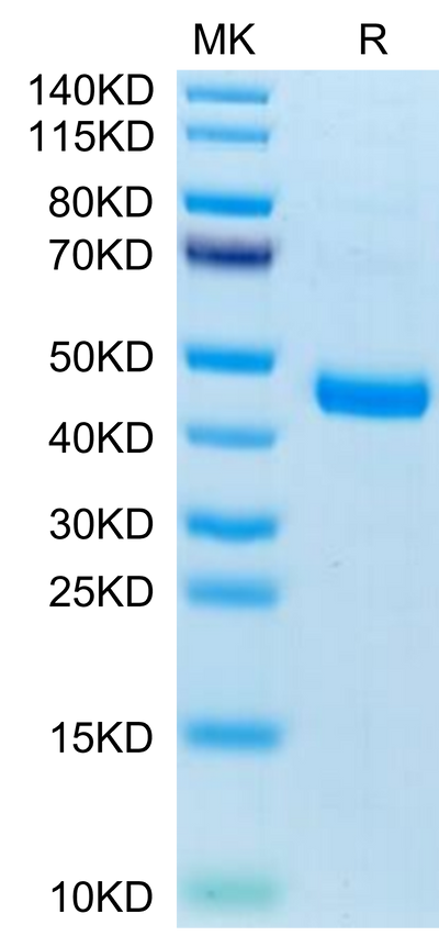 Mouse CXCL13 on Tris-Bis PAGE under reduced condition. The purity is greater than 95%.Recombinant Mouse CXCL13/BCA-1 Protein