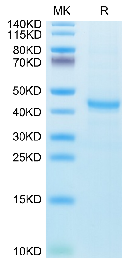 Human CXCL13 on Tris-Bis PAGE under reduced condition. The purity is greater than 95%.Recombinant Human CXCL13/BCA-1 Protein, Active