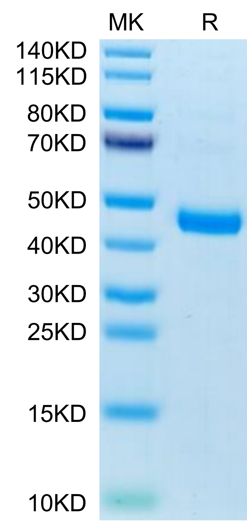 Mouse CXCL13 on Tris-Bis PAGE under reduced condition. The purity is greater than 95%.Recombinant Mouse CXCL13/BCA-1 Protein