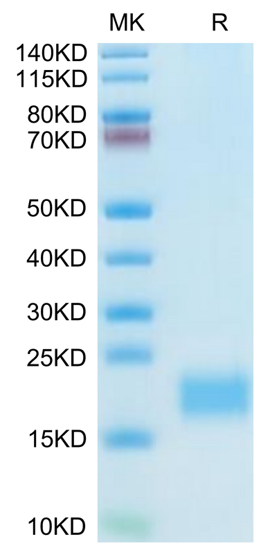Mouse CXCL13 on Tris-Bis PAGE under reduced condition. The purity is greater than 95%.Recombinant Mouse CXCL13/BCA-1 Protein