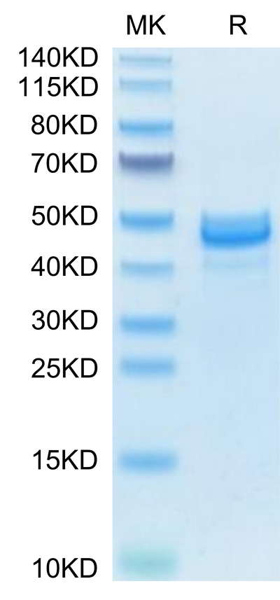 Mouse AREG on Tris-Bis PAGE under reduced condition. The purity is greater than 95%.Recombinant Mouse AREG Protein