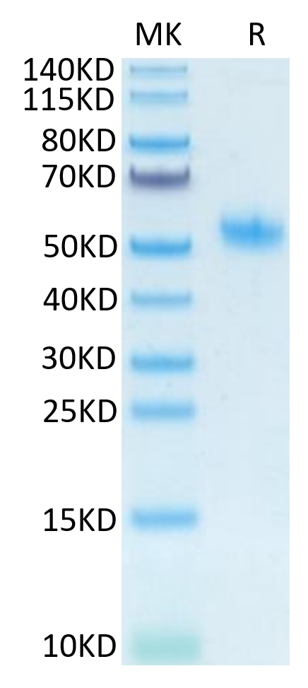 Mouse SPP1 on Tris-Bis PAGE under reduced condition. The purity is greater than 95%.Recombinant Mouse SPP1/OPN Protein