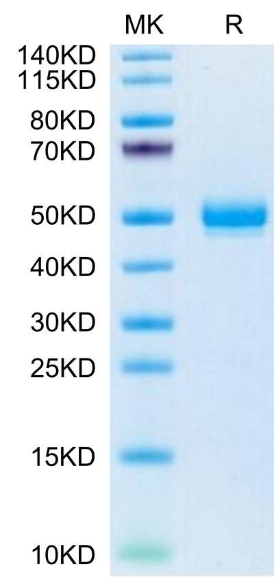 Mouse EPHA5 on Tris-Bis PAGE under reduced condition. The purity is greater than 95%.Recombinant Mouse EPHA5 Protein