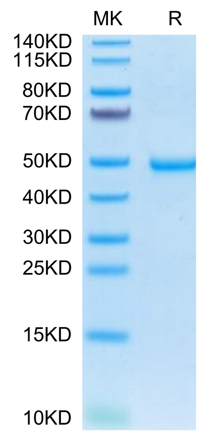 Human-AREG on Tris-Bis PAGE under reduced condition. The purity is greater than 95%.Recombinant Human-AREG-Protein, Active
