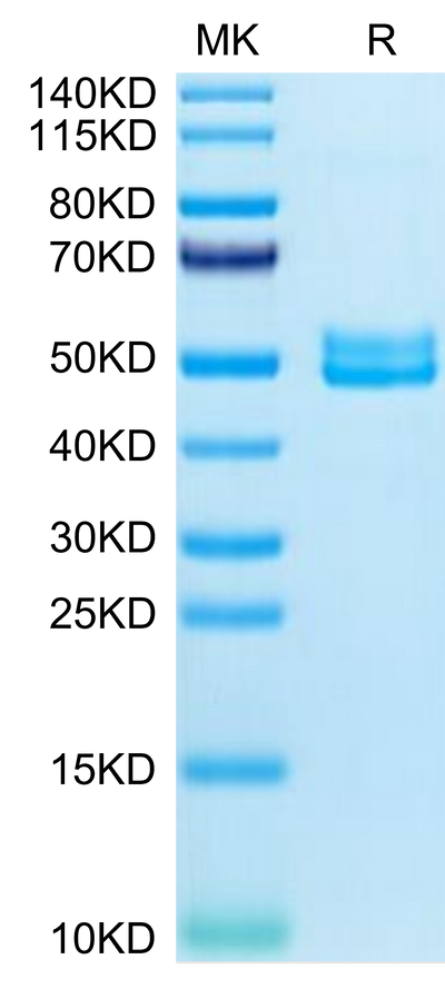Mouse BST2 on Tris-Bis PAGE under reduced condition. The purity is greater than 95%.Recombinant Mouse BST2 Protein