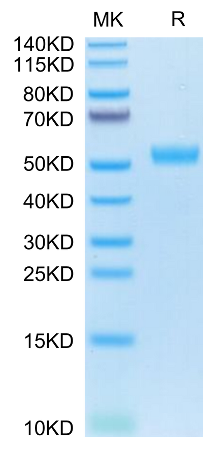Human BST2 on Tris-Bis PAGE under reduced condition. The purity is greater than 95%.Recombinant Human BST2 Protein, Active