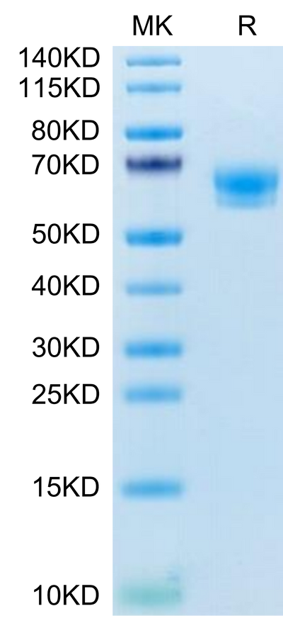 Mouse CD300A on Tris-Bis PAGE under reduced condition. The purity is greater than 95%.Recombinant Mouse CD300A Protein