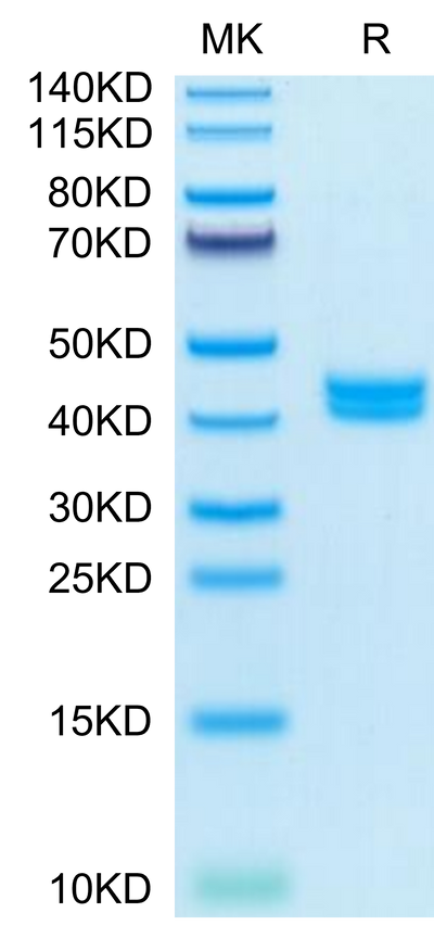 Mouse GIP on Tris-Bis PAGE under reduced condition. The purity is greater than 95%.Recombinant Mouse GIP Protein