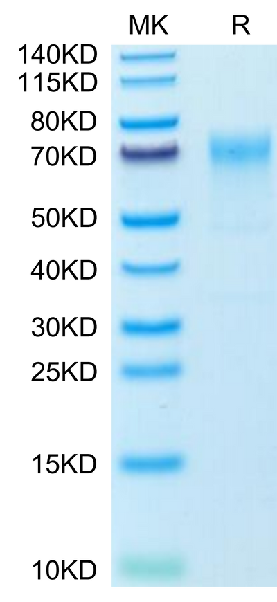 Mouse GPA on Tris-Bis PAGE under reduced condition. The purity is greater than 95%.Recombinant Mouse GPA Protein