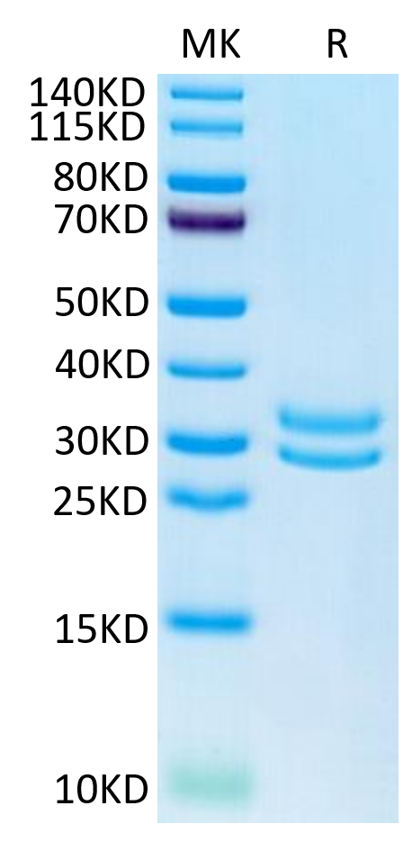 Human JAM-A on Tris-Bis PAGE under reduced condition. The purity is greater than 95%.Recombinant Human JAM-A Protein, Active