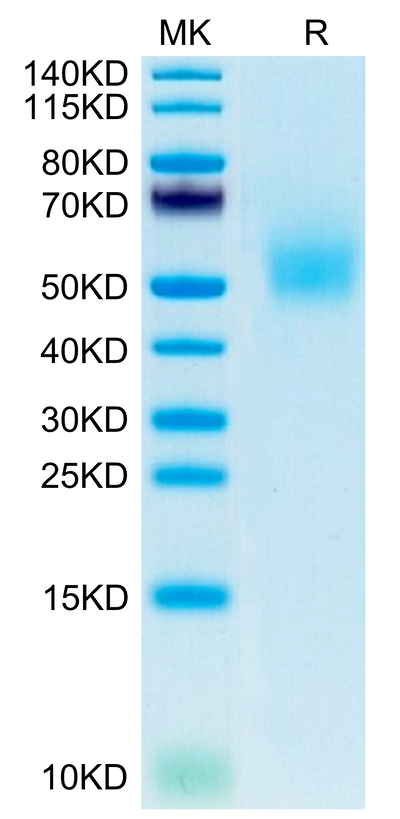 Mouse DLK1 on Tris-Bis PAGE under reduced condition. The purity is greater than 95%.Recombinant Mouse DLK1 Protein