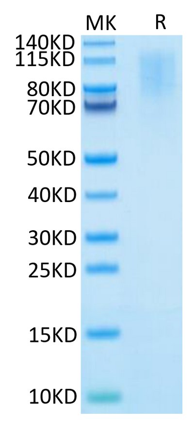 Human CD43 on Tris-Bis PAGE under reduced condition. The purity is greater than 95%.Recombinant Human CD43 Protein