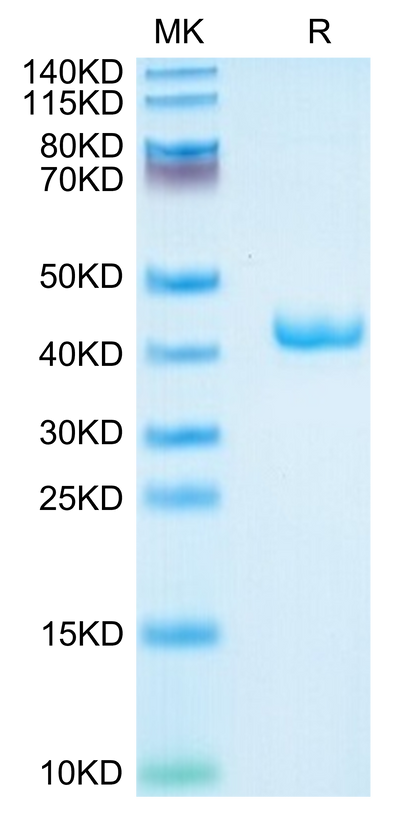 Mouse APOA2 on Tris-Bis PAGE under reduced condition. The purity is greater than 95%.Recombinant Mouse APOA2 Protein