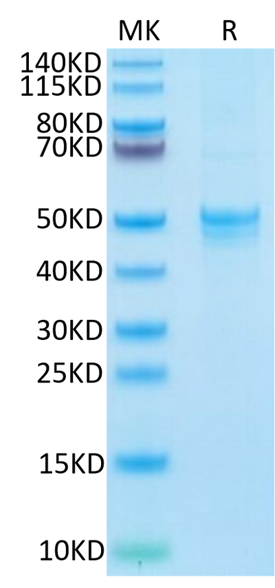 Human ARTN on Tris-Bis PAGE under reduced condition. The purity is greater than 95%.Recombinant Human ARTN Protein, Active