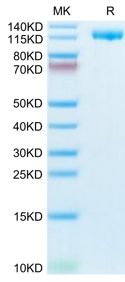 Human CD21 on Tris-Bis PAGE under reduced condition. The purity is greater than 95%.Recombinant Human CD21 Protein, Active