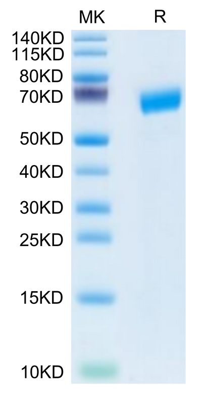 Human SLAMF6 on Tris-Bis PAGE under reduced condition. The purity is greater than 95%.Recombinant Human SLAMF6/NTB-A Protein, Active