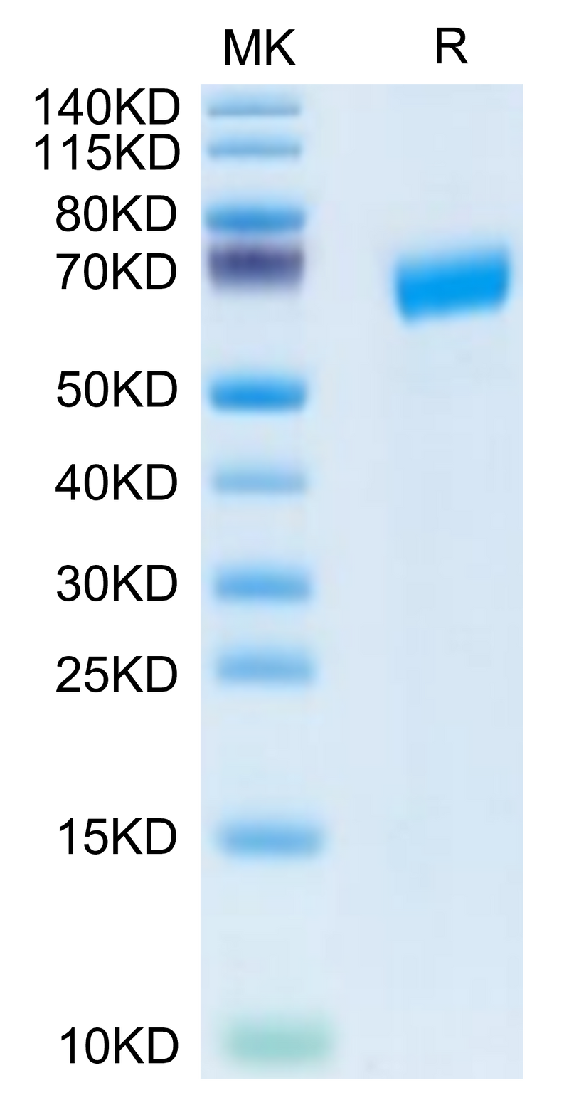 Human SLAMF6 on Tris-Bis PAGE under reduced condition. The purity is greater than 95%.Recombinant Human SLAMF6/NTB-A Protein, Active