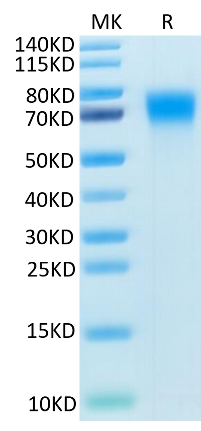 Mouse DR6 on Tris-Bis PAGE under reduced condition. The purity is greater than 95%.Recombinant Mouse DR6/TNFRSF21 Protein