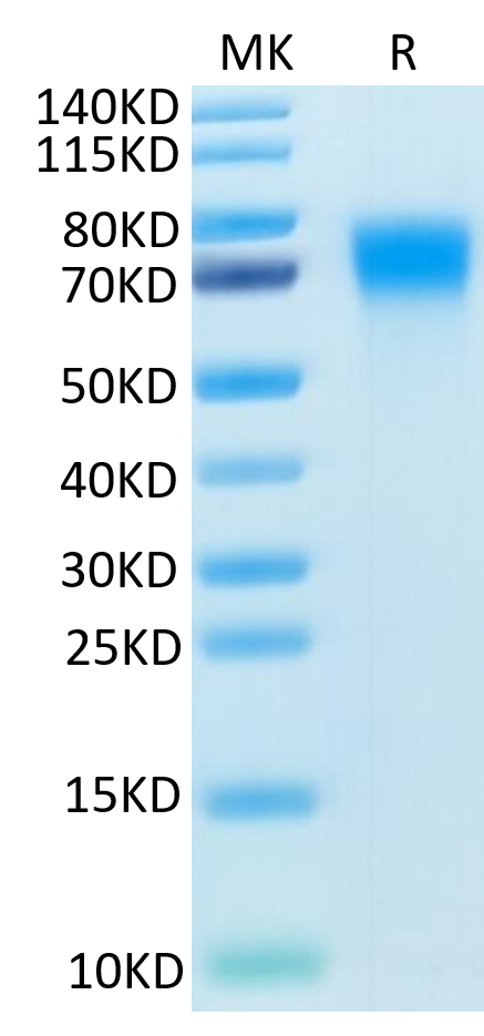 Mouse DR6 on Tris-Bis PAGE under reduced condition. The purity is greater than 95%.Recombinant Mouse DR6/TNFRSF21 Protein